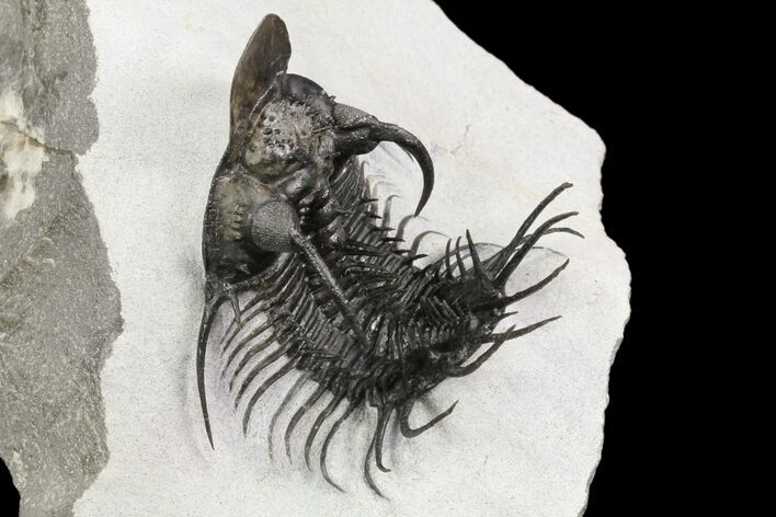New Trilobite Species (Affinities to Quadrops) - Very Large! #86536